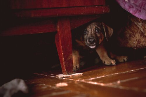 Hvad skal jeg gøre, hvis min hund er bange for mig?