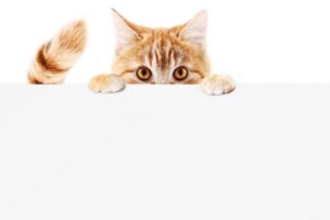 Ved du, hvorfor katte jagter deres haler?