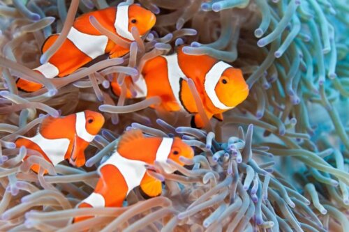 Klovnfisk i anemone