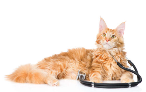 Afslappet maine coon
