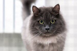 Sådan identificeres smerter hos katte