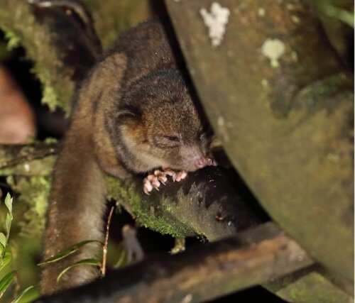 Olinguito