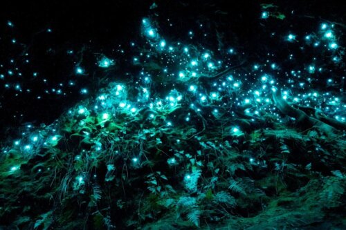 Selvlysende dyr takket være bioluminescens