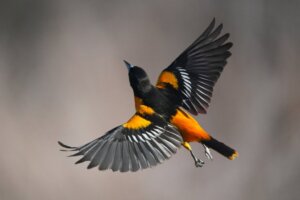 Find ud af: Hvordan flyver fugle?