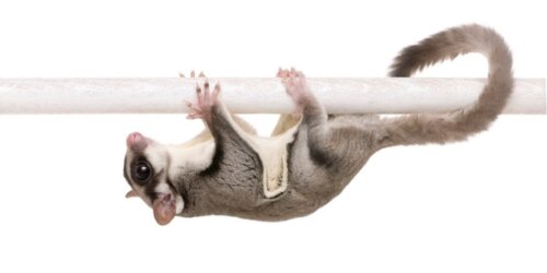 De 6 mest sjældne kæledyr i verden