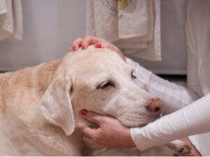 12 tegn på, at din hund kan have kræft