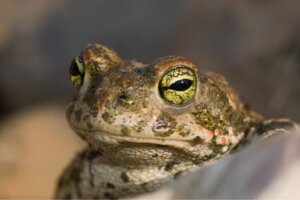 9 dyr, der trækker vejret gennem huden