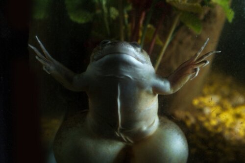 Afrikansk sporefrø: Levested og kendetegn