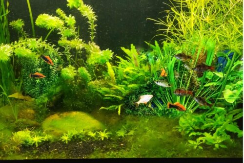 Mit akvarium lugter dårligt: Hvad er årsagen?