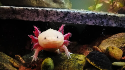 Axolotl