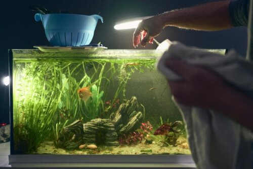 Hvordan installerer man lys i et akvarium?