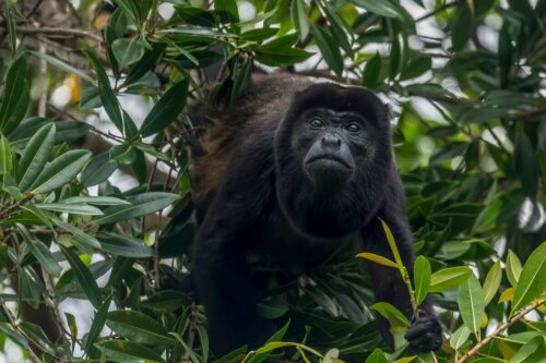 En brøleabe er et larmende dyr i Costa Rica