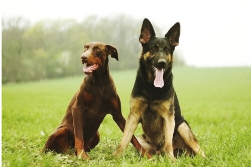 5 forskelle mellem dobermann og schæferhund