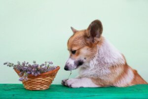 Er rosmarin til hunde tilrådeligt?
