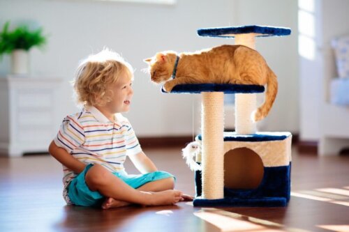 Dreng leger med kat