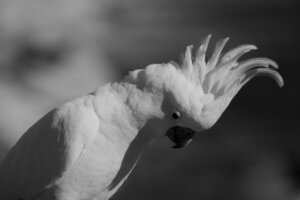 Stress hos tamfugle: Årsager, symptomer og løsninger