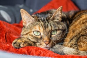 Katte kan også lide af separationsangst