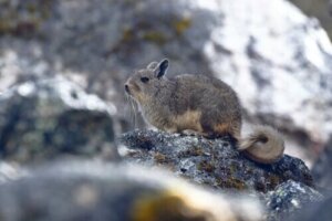 Fauna i Andesbjergene: Hjemsted for flere arter