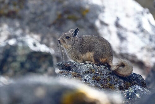 Fauna i Andesbjergene: Hjemsted for flere arter