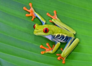 De 12 smukkeste dyr i Costa Rica