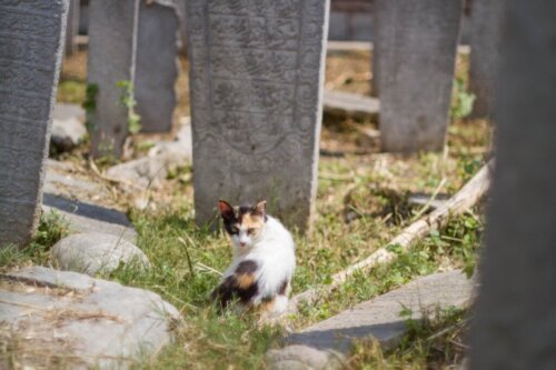 12 tegn på, at en kat er ved at dø