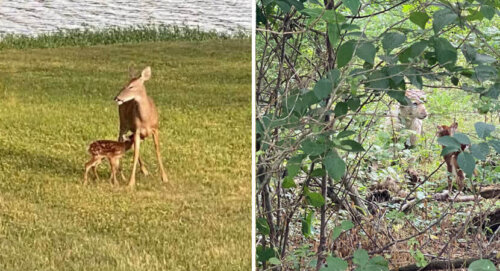 Hjort og hund mødes