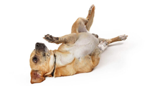 Når hunde ligger på ryggen, kan man tjekke, om de har navler