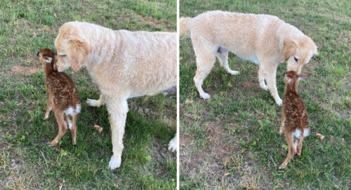 Bevis på, at hund redder hjortekid