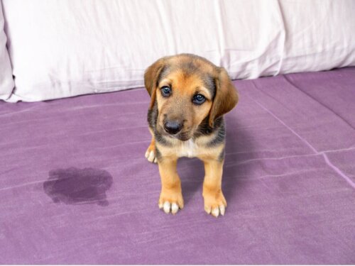 Denne hvalp skal lære ikke at tisse på gulvet