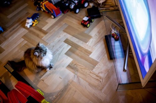 Denne kat kan lide at se tv