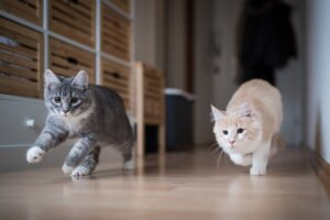 Sådan hjælper du en kat med at acceptere en anden kat