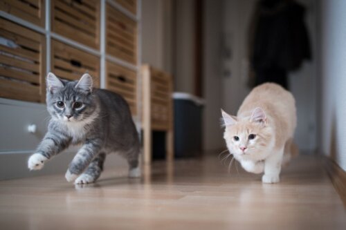 Sådan hjælper du en kat med at acceptere en anden kat