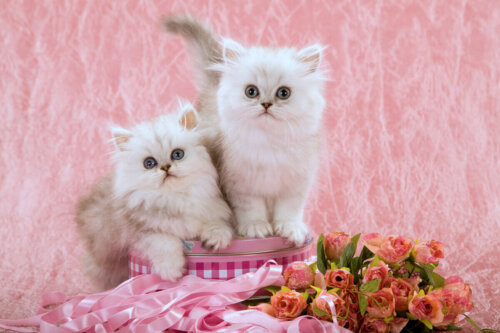 To hvide killinger på kagedåse