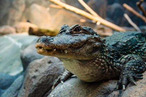 En kinesisk alligator