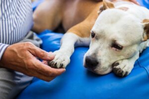 Forskelle mellem gigt og slidgigt hos hunde