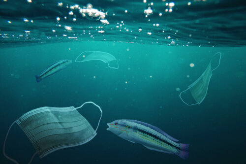 Fisk svømmer rundt om mundbind