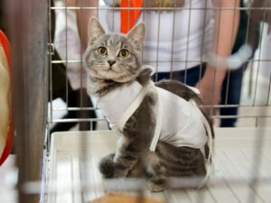 Pasning af en steriliseret kat