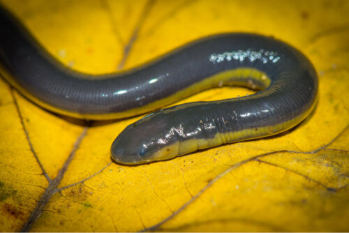En ormepadde trækker vejret gennem huden