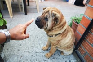 Hvordan kan man træne en Shar Pei?