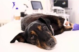 Hvad er emfysem hos hunde?