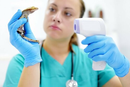 Septikæmi hos krybdyr: Årsager, symptomer og behandling