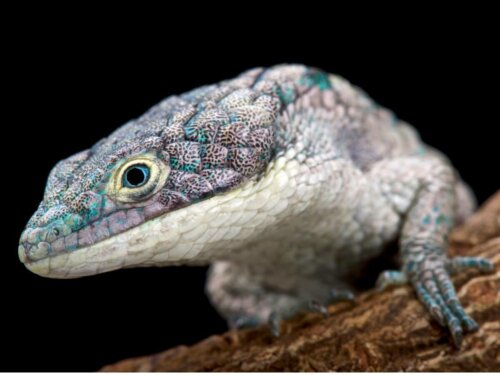 Et firben som kæledyr