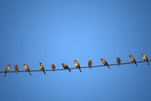 Hvorfor får fugle ikke elektrisk stød, når de sidder på højspændingsledninger?