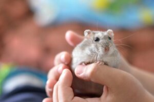 Grunde til, at en hamster taber hår