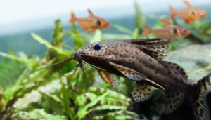 Hvor mange fisk kan du sætte i dit akvarium?