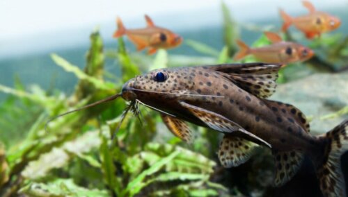 Hvor mange fisk kan du sætte i dit akvarium?
