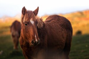 Ved du: Hvor meget vejer en hest?