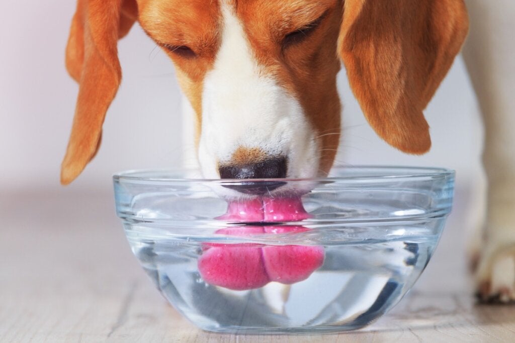 Hvor meget vand skal hunde drikke om dagen?