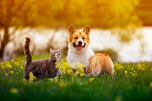 Min hund spiser kattelort: Hvorfor?