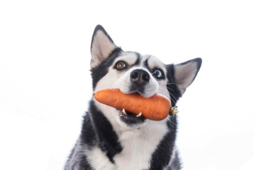 Hund spiser gulerod